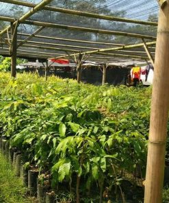 jual tanaman kelengkeng aroma durian Sikka