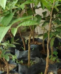 jual tanaman kelengkeng aroma durian Sorong