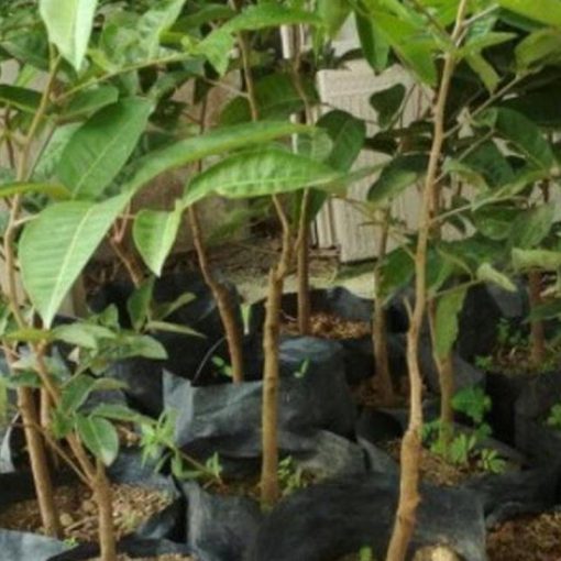 jual tanaman kelengkeng aroma durian Sorong