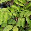 jual tanaman kelengkeng aroma durian Temanggung