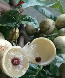 jual tanaman kelengkeng berbuah lebat siap tanam termurah Malang