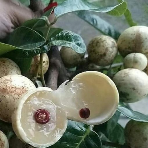 jual tanaman kelengkeng berbuah lebat siap tanam termurah Malang