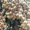 jual tanaman kelengkeng berbuah lebat siap tanam termurah Subulussalam