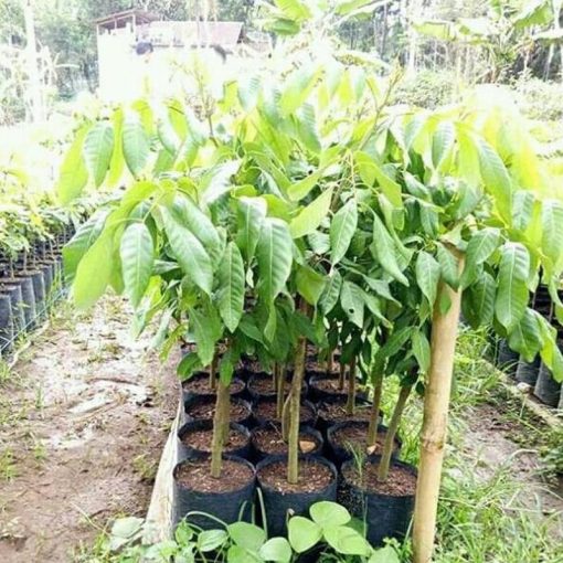 jual tanaman kelengkeng giant super Samarinda
