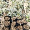 jual tanaman kelengkeng merah asli sudah berbunga Hulu Sungai Selatan