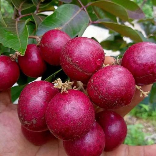 jual tanaman kelengkeng merah asli sudah berbunga Musi Banyuasin