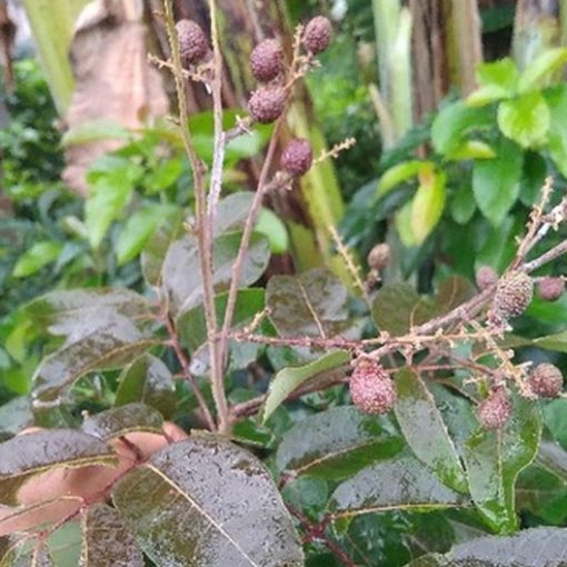 jual tanaman kelengkeng merah Batanghari