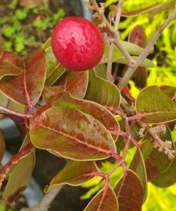 jual tanaman kelengkeng merah berbunga Bau-Bau