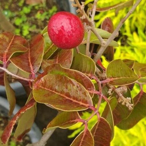 jual tanaman kelengkeng merah berbunga Bau-Bau