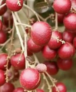 jual tanaman kelengkeng merah berbunga super genjah lengkeng cocok untuk tabulampot Blora