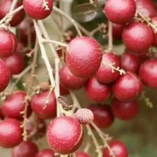 jual tanaman kelengkeng merah berbunga super genjah lengkeng cocok untuk tabulampot Blora