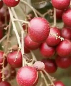 jual tanaman kelengkeng merah berbunga super genjah lengkeng cocok untuk tabulampot Cimahi