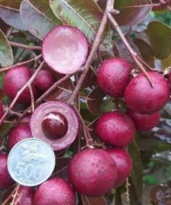 jual tanaman kelengkeng merah berbunga super genjah lengkeng cocok untuk tabulampot Halmahera Barat