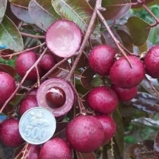 jual tanaman kelengkeng merah berbunga super genjah lengkeng cocok untuk tabulampot Halmahera Barat