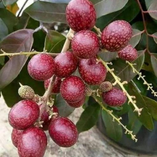 jual tanaman kelengkeng merah berbunga super genjah lengkeng cocok untuk tabulampot Labuhanbatu Selatan