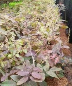 jual tanaman kelengkeng merah berbunga super genjah lengkeng cocok untuk tabulampot Minahasa