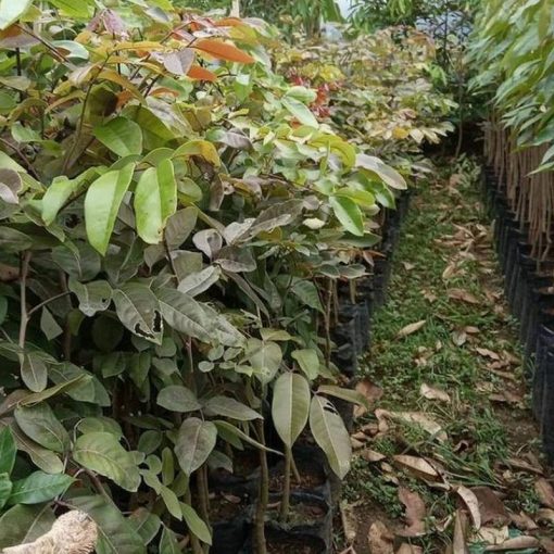 jual tanaman kelengkeng merah buah klengkeng ruby longan bisa berbuah dalam Barru