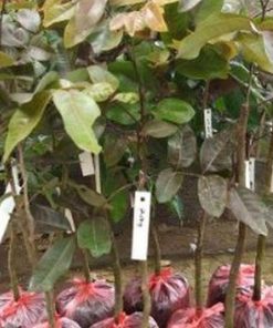 jual tanaman kelengkeng merah buah klengkeng ruby longan bisa berbuah dalam Biak Numfor