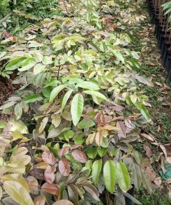 jual tanaman kelengkeng merah buah klengkeng ruby longan bisa berbuah dalam Fak