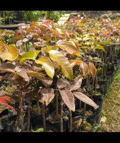 jual tanaman kelengkeng merah buah klengkeng ruby longan bisa berbuah dalam Manggarai