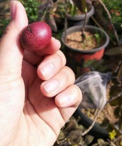 jual tanaman kelengkeng merah buah klengkeng ruby longan bisa berbuah dalam Pagar Alam