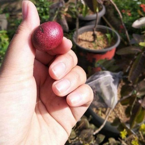 jual tanaman kelengkeng merah buah klengkeng ruby longan bisa berbuah dalam Pagar Alam