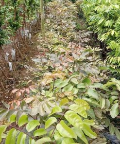 jual tanaman kelengkeng merah buah klengkeng ruby longan bisa berbuah dalam Payakumbuh