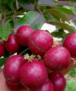 jual tanaman kelengkeng merah buah klengkeng ruby longan bisa berbuah dalam Timor Tengah Utara