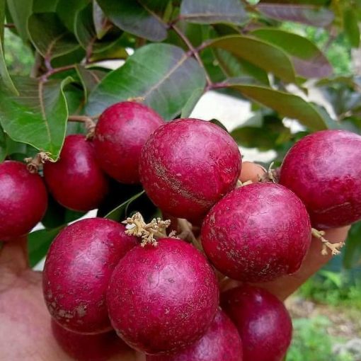 jual tanaman kelengkeng merah buah klengkeng ruby longan bisa berbuah dalam Timor Tengah Utara