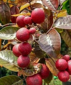 jual tanaman kelengkeng merah Cianjur