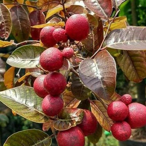 jual tanaman kelengkeng merah Cianjur