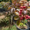 jual tanaman kelengkeng merah hasil cangkok okulasi cepat berbuah tabulampot Mamberamo Raya