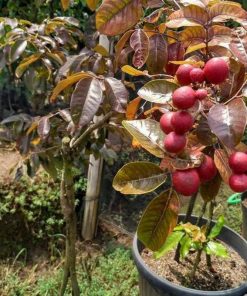 jual tanaman kelengkeng merah hasil cangkok okulasi cepat berbuah tabulampot Mamberamo Raya
