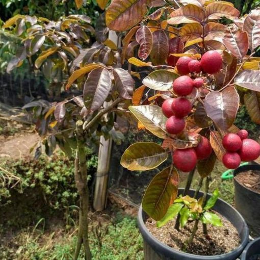 jual tanaman kelengkeng merah hasil cangkok okulasi cepat berbuah tabulampot Mamberamo Raya