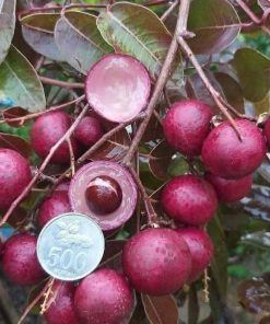 jual tanaman kelengkeng merah hasil cangkok okulasi cepat berbuah tabulampot Tebo