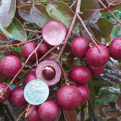 jual tanaman kelengkeng merah hasil cangkok okulasi cepat berbuah tabulampot Tebo