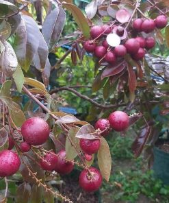 jual tanaman kelengkeng merah hasil okulasi cepat berbuah Manado