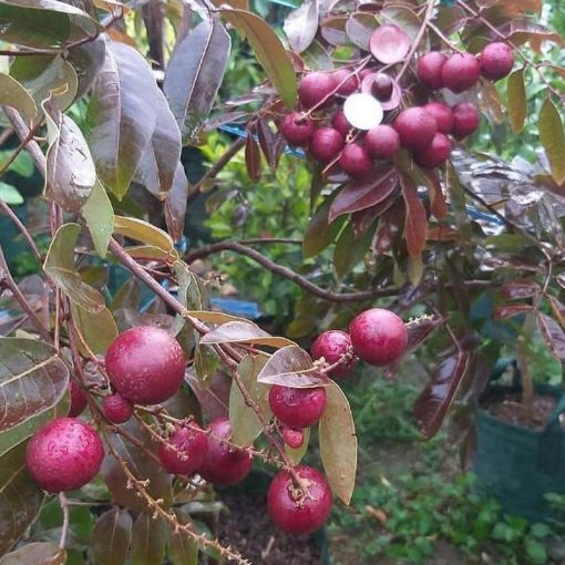 jual tanaman kelengkeng merah hasil okulasi cepat berbuah Manado