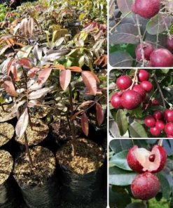 jual tanaman kelengkeng merah hasil okulasi siap berbuah Tanah Laut