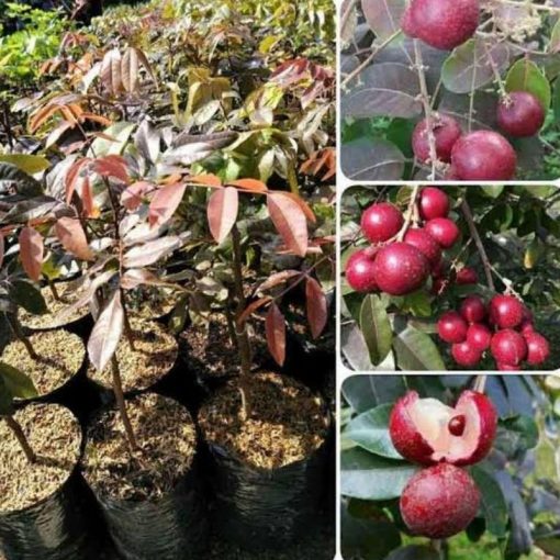 jual tanaman kelengkeng merah hasil okulasi siap berbuah Tanah Laut