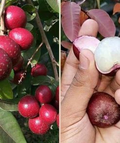 jual tanaman kelengkeng merah lengkeng ruby longan hasil stek okulasi cepat berbuah Lima Puluh Kota