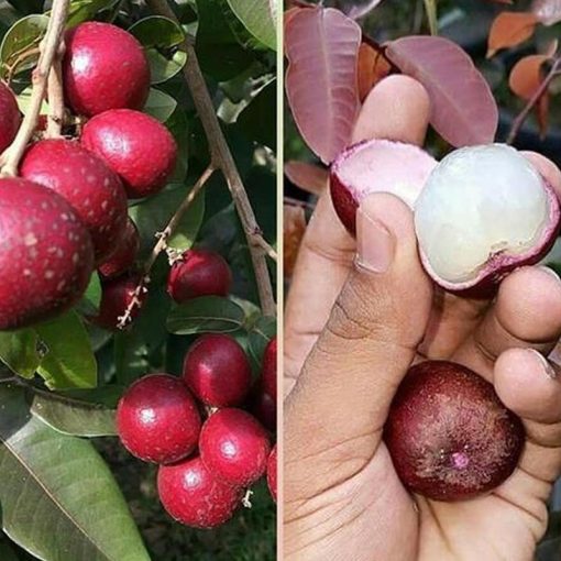 jual tanaman kelengkeng merah lengkeng ruby longan hasil stek okulasi cepat berbuah Lima Puluh Kota