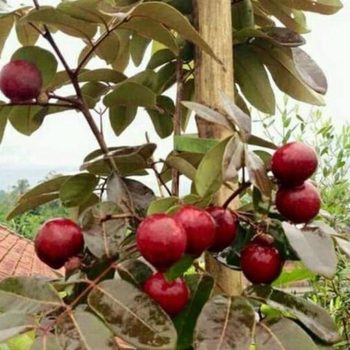 jual tanaman kelengkeng merah Mempawah