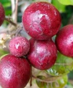 jual tanaman kelengkeng merah okulasi cepat berbunga Timor Tengah Utara