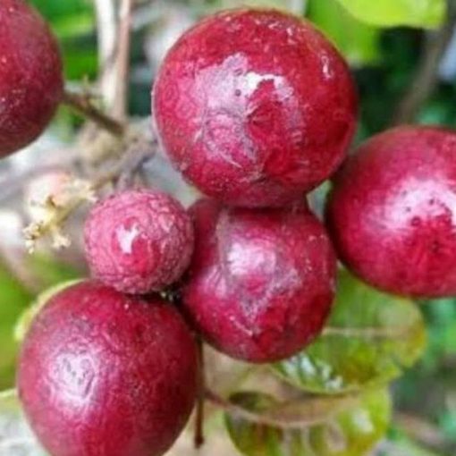 jual tanaman kelengkeng merah okulasi cepat berbunga Timor Tengah Utara