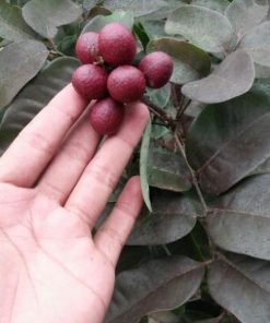 jual tanaman kelengkeng merah okulasi Kepulauan Seribu