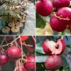 jual tanaman kelengkeng merah okulasi Tana Toraja