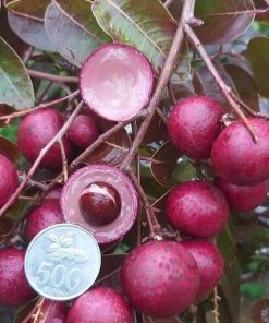 jual tanaman kelengkeng merah ruby koma buah besar Bengkayang