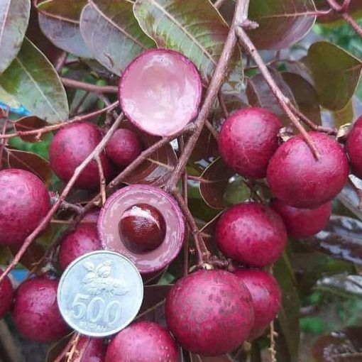 jual tanaman kelengkeng merah ruby koma buah besar Bengkayang