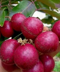 jual tanaman kelengkeng merah ruby koma buah besar Jakarta Timur